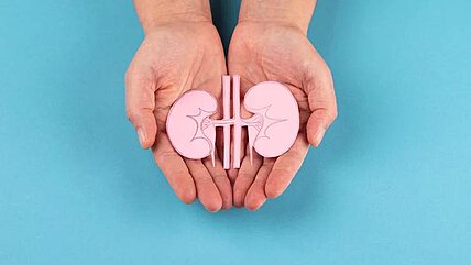 Besonders junge Menschen kennen sich in Sachen Organ- und Gewebespende gut aus