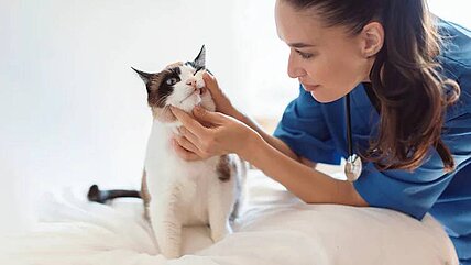 Meine Katze hat mich gebissen