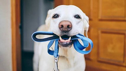 Haustiere beugen Stress vor