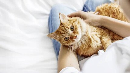 Kinder und Katzen